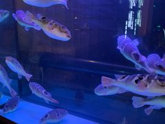 -肆月河豚·淮扬菜·湘菜(华天店)