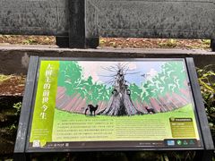 -天目山大树王景区
