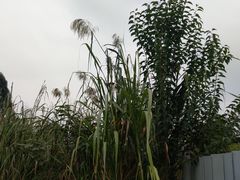 -白鹭湾湿地公园