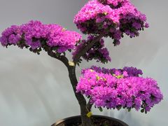 -上海滨江森林公园