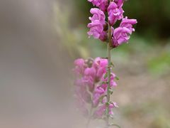 -香蜜公园