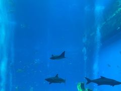 -亚特兰蒂斯•OSSIANO奥西亚诺海底餐厅