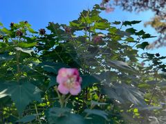 -新虹桥中心花园