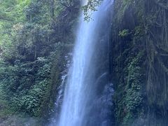 -莫里热带雨林景区