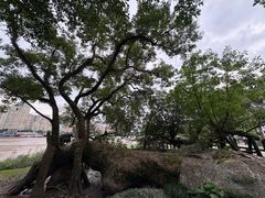 -江心屿景区