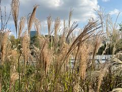 -世纪公园-世纪春沁园