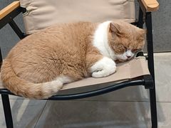 -伟伟宠物医院·CT影像中心·瑞派犬猫综合性门诊(汉口总院)