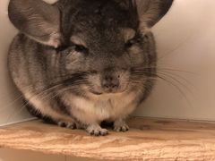 -龙猫仔乐园(惠福东路店)