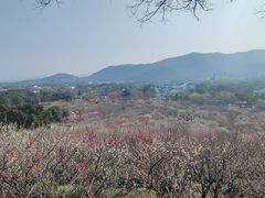 -香雪海