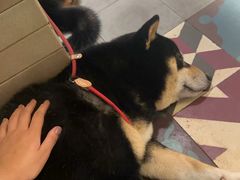 -青桃餐厅
