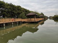 -大湾区中央湿地公园
