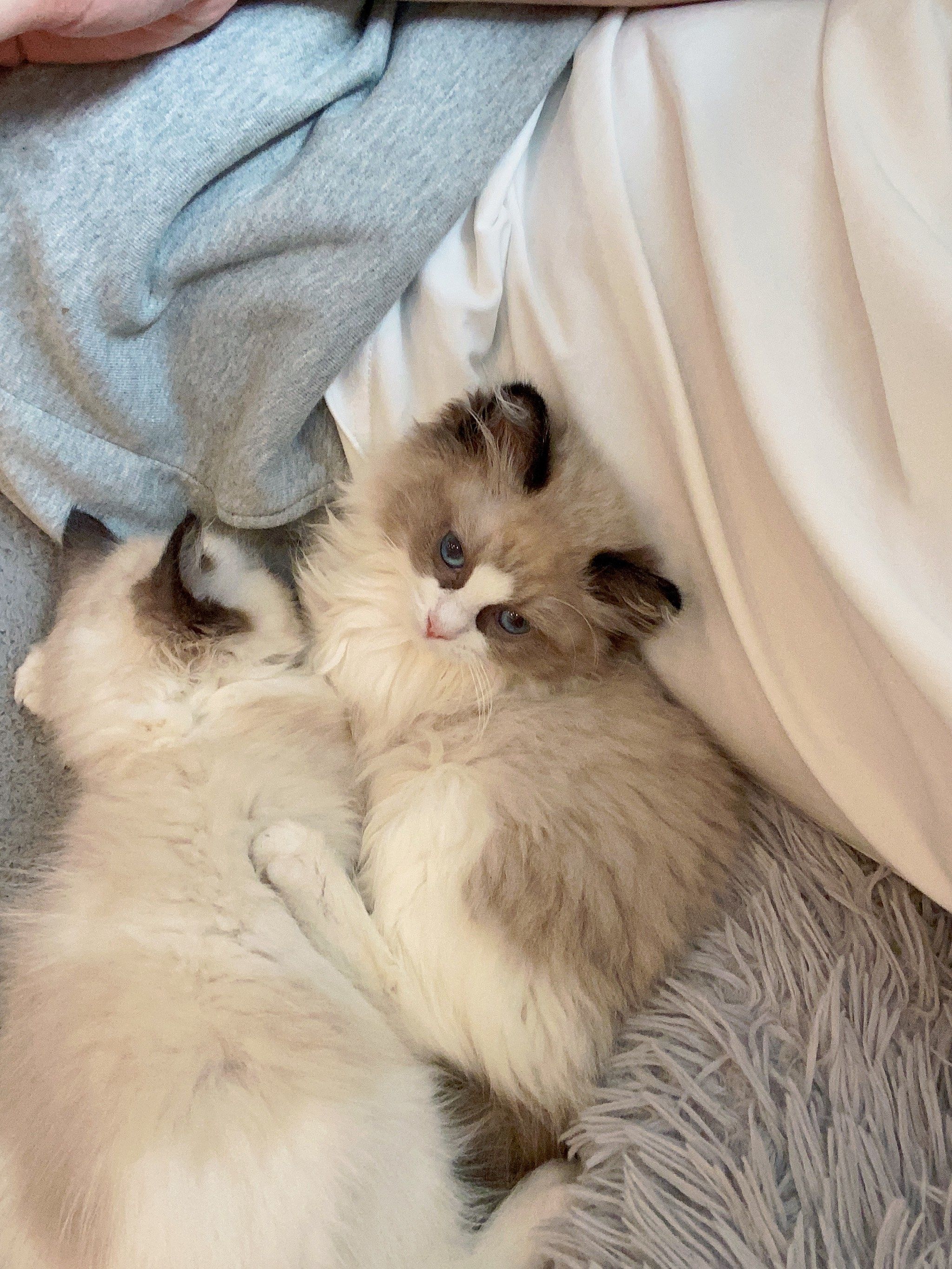 布偶猫 #矮脚蓝白 #olivia布偶猫