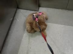 -波姐宠物家庭寄养