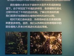-深圳仙湖植物园