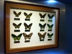 -上海昆虫博物馆