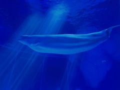 -上海海昌海洋公园-冰山北极馆