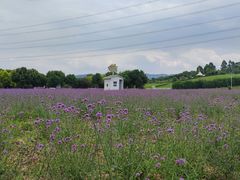 -紫颐香薰山谷景区