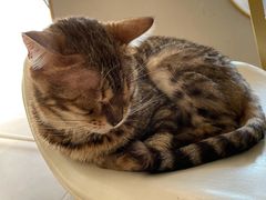 -飞行喵MR PILOT|猫舍·猫咖(静安大融城店)