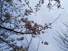 -高东镇樱花园