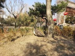 -观唐（国际）度假村温泉