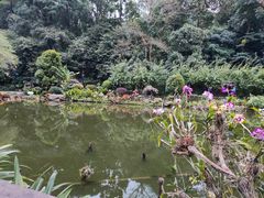 -深圳仙湖植物园