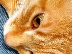 -猫的天空之城概念书店(苏州平江店)
