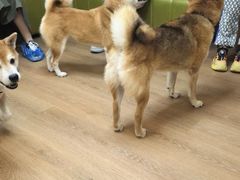 -是阿柴呀！柴犬咖啡·爱喵喵猫咖