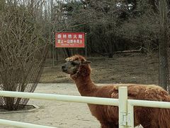 -沈阳森林动物园