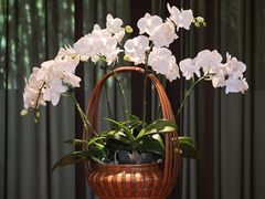 -王府茶楼茶宴·创意菜(朝阳公园店)