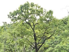 -三块石国家森林公园
