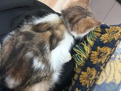 -平行世界·猫咖(首经贸店)