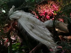 -正佳雨林生态植物园