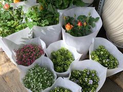 -溪岸路花鸟市场