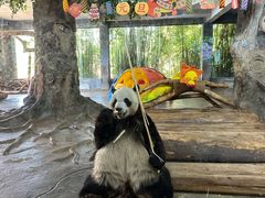 -海南热带野生动植物园