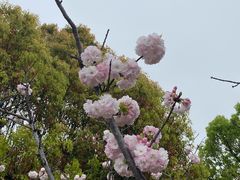 -高东镇樱花园