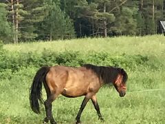 -北极村旅游风景区