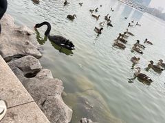 景点-天津水上公园