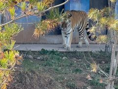 -青藏高原野生动物园