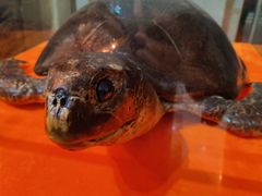 -海泉大酒店自助餐