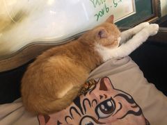 -more than meow吴止猫主题餐厅(承德 中船汇店)