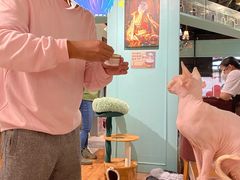 -猫小院猫主题餐厅(三里屯店)