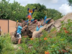 -奥兰多迪士尼动物王国乐园