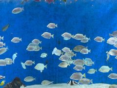 -合肥海洋世界