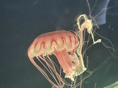 -西安曲江海洋极地公园