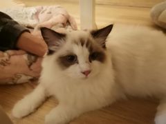 -滚猫咖啡·猫咖·猫友好撸猫(未来城店)