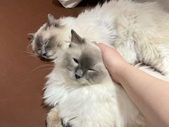 -MOCHA明星猫咖(田子坊店)