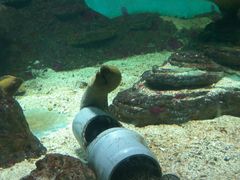 -北戴河圣蓝海洋公园