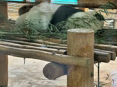 -西霞口神雕山野生动物世界