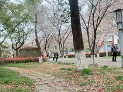 -高东镇樱花园