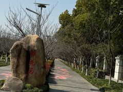 -高东镇樱花园